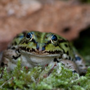Wasserfrosch...... Roland Winkler