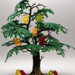 Gummibaum...... Jürgen Alfes