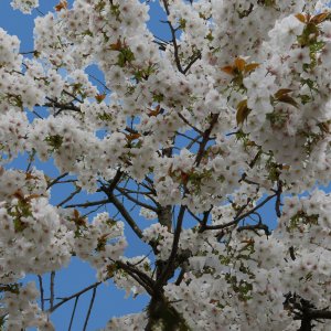 Kirschblüte...... Horst Tripp