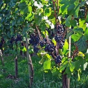 Weinstock...... Horst Tripp