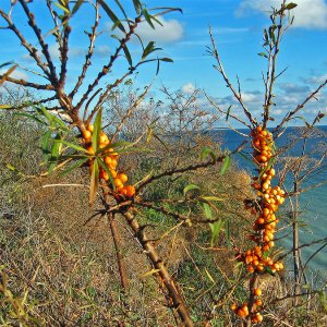 Herbst...... Horst Tripp