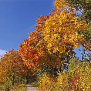 Herbst...... Horst Tripp