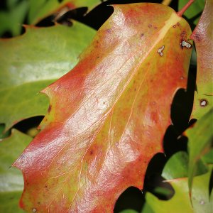 Herbstblatt...... Sabine Schröder