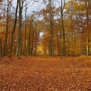 Herbstfärbung...... Roland Winkler