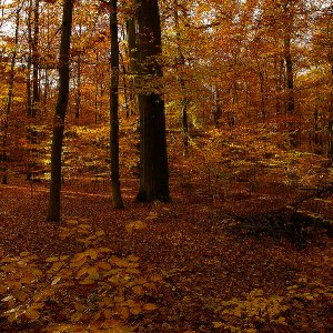Herbstfärbung...... Roland Winkler