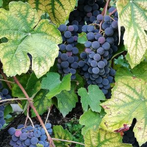 Weintrauben...... Heike Wackermann