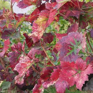 Weinblätter...... Heike Wackermann