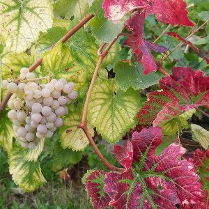 Weinblätter...... Heike Wackermann