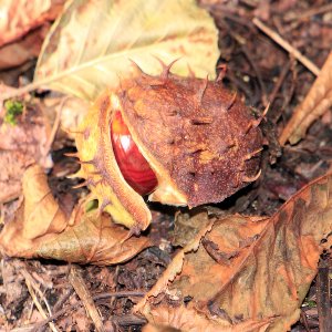 Kastanie...... Sabine Schröder