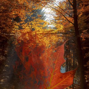 Rauchendes Blatt...... Roland Winkler