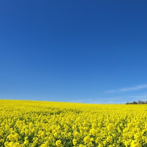 Rapsfeld...... Wolfgang Rauchfleisch