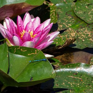 Biotop im LaPaDu...... Roland Winkler