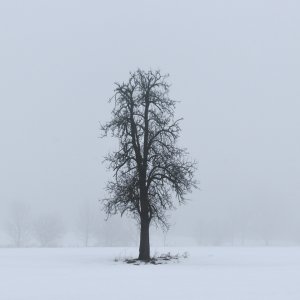 Nebel...... Wolfgang Rauchfleisch