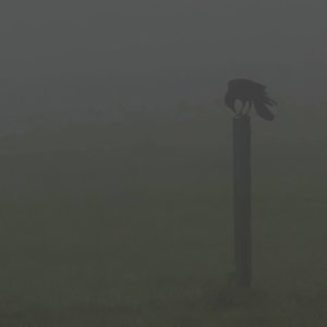 Krähe...... Roland Winkler