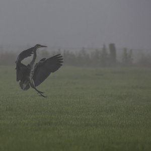 Graureiher...... Roland Winkler