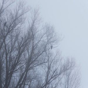 Nebel...... Roland Winkler