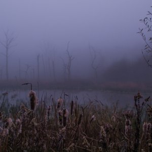 Biotop im Nebel...... Roland Winkler