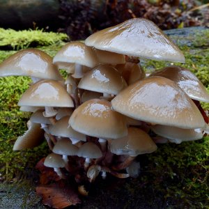  Buchenschleim-Rübling...... Wolfgang Rauchfleisch