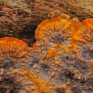  Orangefarbener Kammpilz...... Wolfgang Rauchfleisch
