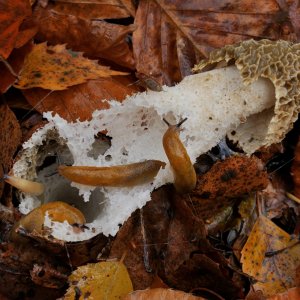 Stinkmorchel...... Wolfgang Rauchfleisch