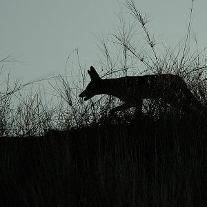 Kojote...... Heike Wackermann