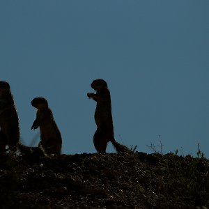 Erdmännchen...... Heike Wackermann