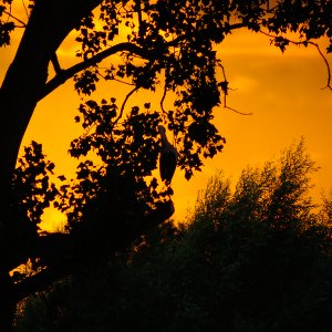 Sonnenuntergang im Hervester-Bruch...... Roland Winkler