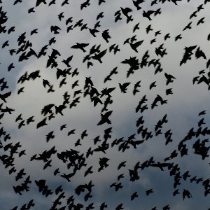 Starenschwarm...... Roland Winkler