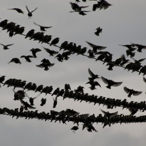 Stare...... Roland Winkler