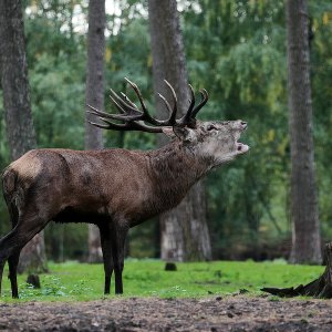 Hirschbrunft