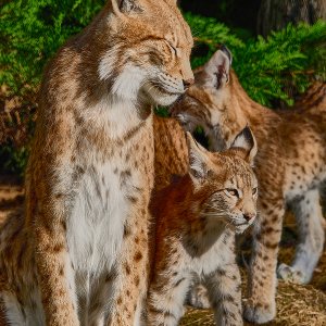 Luchsfamilie