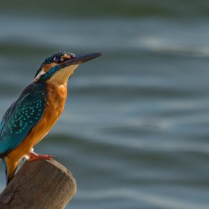 Eisvogel