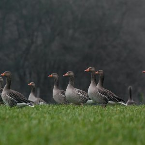 Graugans