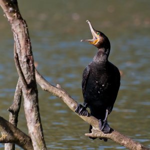 Kormoran