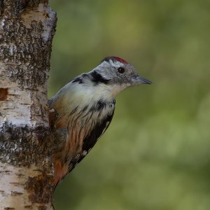 Mittelspecht
