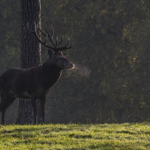 Hirsch