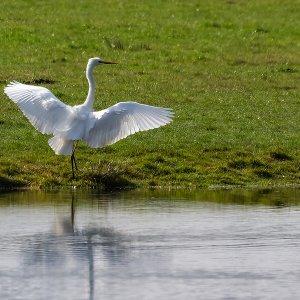 Silberreiher