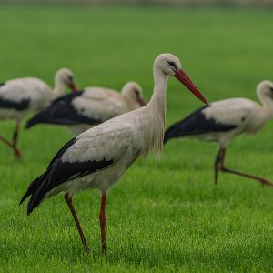 Weiß-Storch