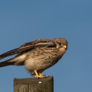 Turmfalke-