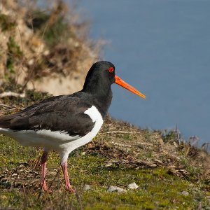 Austernfischer