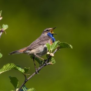 Blaukehlchen
