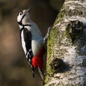 Buntspecht