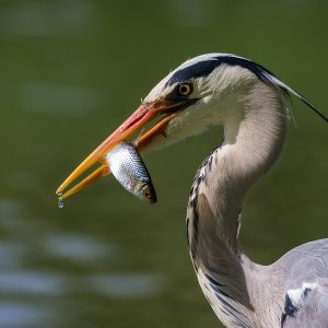 Graureiher mit fetter Beute