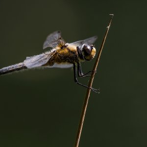 Blattbauchlibelle