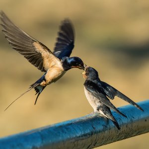 Fütterung einer Rauchschwalbe