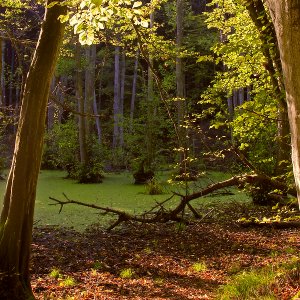 Waldlichtung...... Horst Tripp