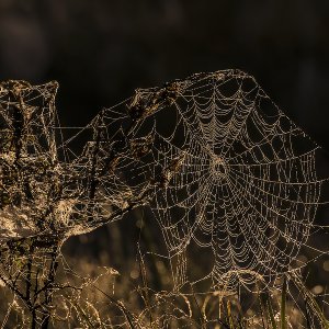 Spinnennetz im Wald...... Roland Winkler