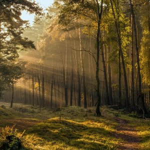 Der Wald erwacht...... Roland Winkler