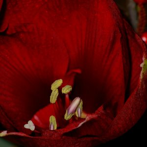 Amaryllis...... Roland Winkler