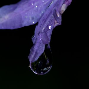 Blume mit Wassertropfen...... Roland Winkler